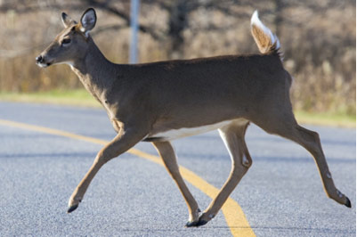 deer crossing a street, 40 percent of deer collisions occur October through December